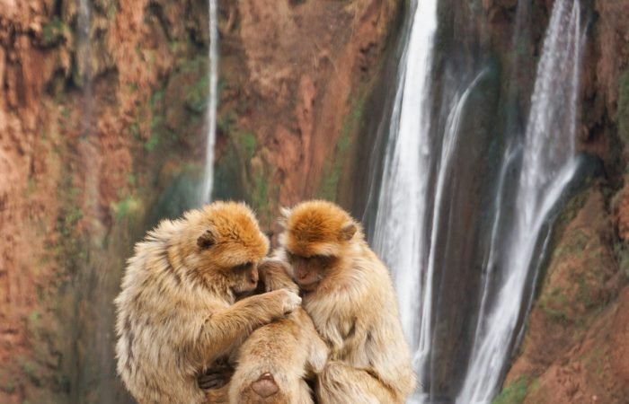 Day Trip from Marrakech to Ouzoud Waterfalls